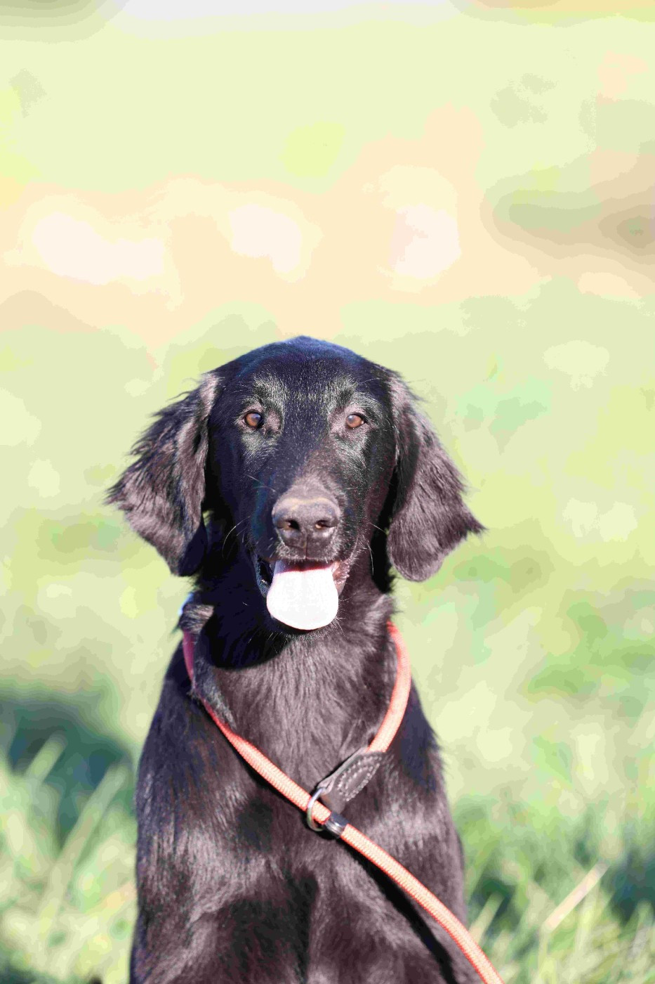 Des Trésors De Victoire - Chiots disponibles - Flat Coated Retriever