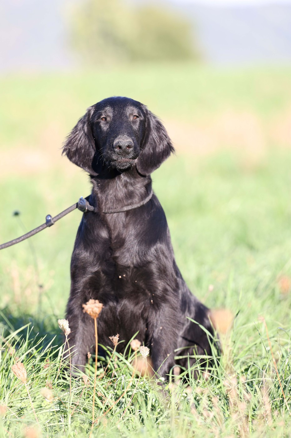 Des Trésors De Victoire - Chiots disponibles - Flat Coated Retriever