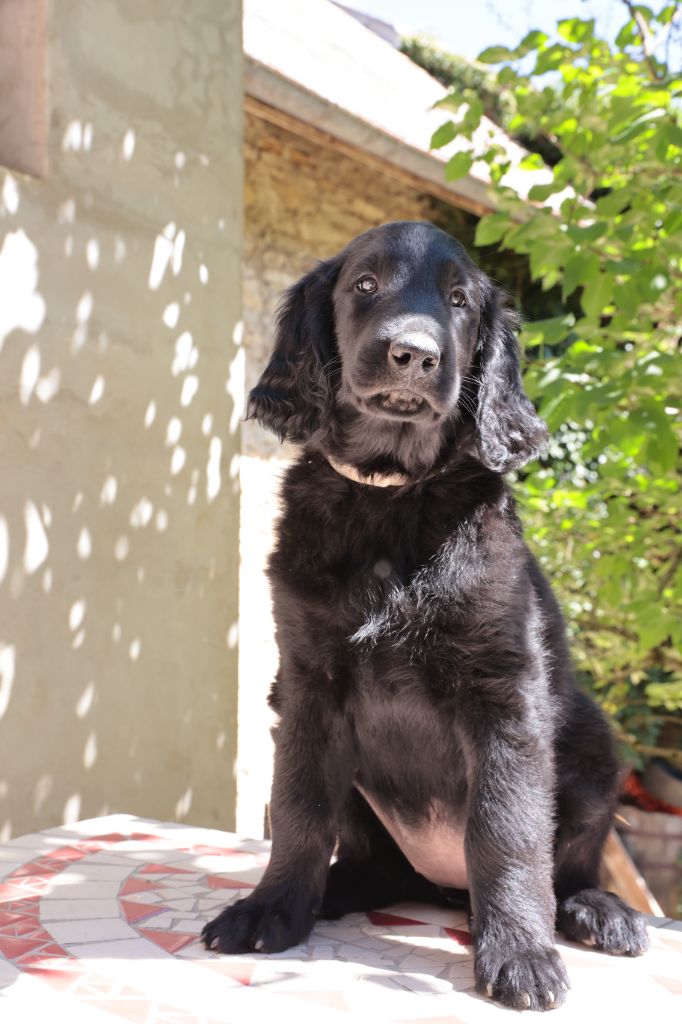 Des Trésors De Victoire - Chiots disponibles - Flat Coated Retriever
