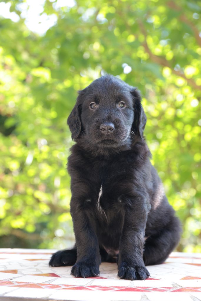 Des Trésors De Victoire - Chiots disponibles - Flat Coated Retriever