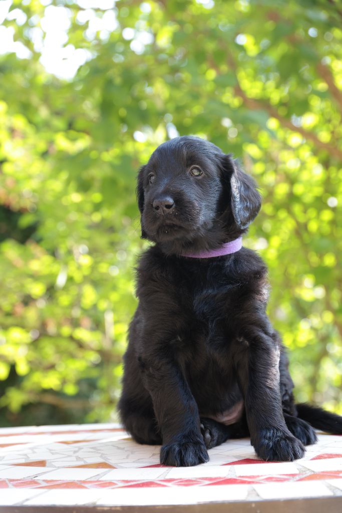 Des Trésors De Victoire - Chiots disponibles - Flat Coated Retriever