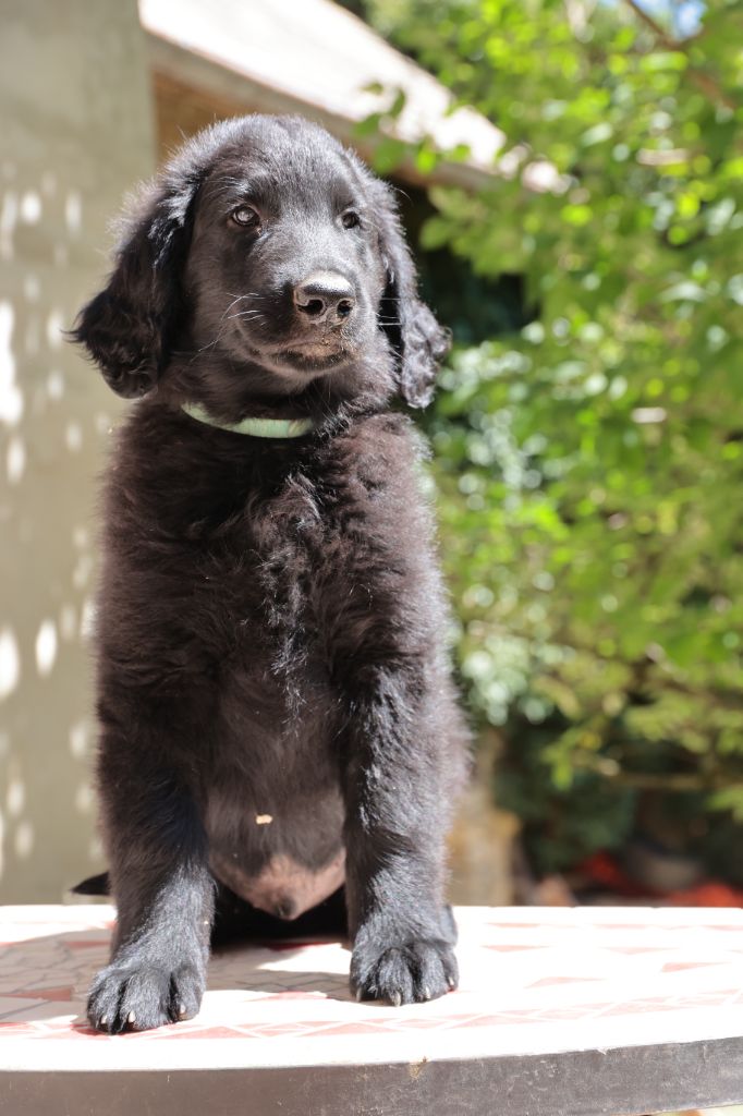 Des Trésors De Victoire - Chiots disponibles - Flat Coated Retriever