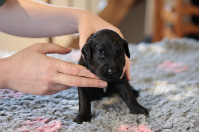 CHIOT