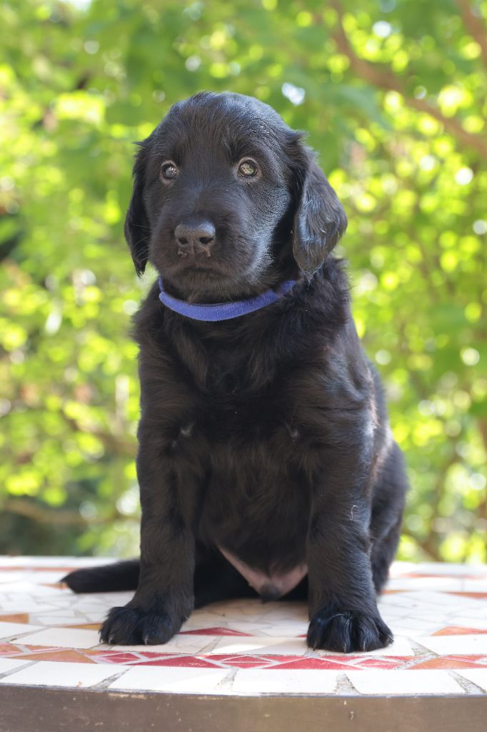 Des Trésors De Victoire - Chiots disponibles - Flat Coated Retriever