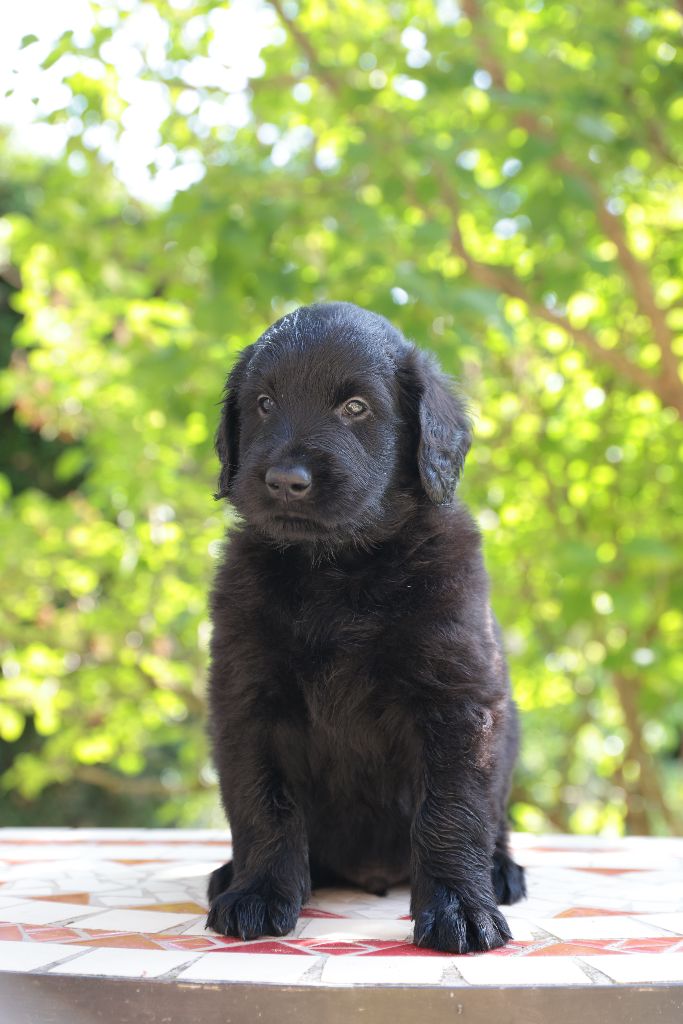 Des Trésors De Victoire - Chiots disponibles - Flat Coated Retriever