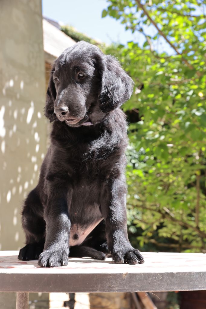 Des Trésors De Victoire - Chiots disponibles - Flat Coated Retriever